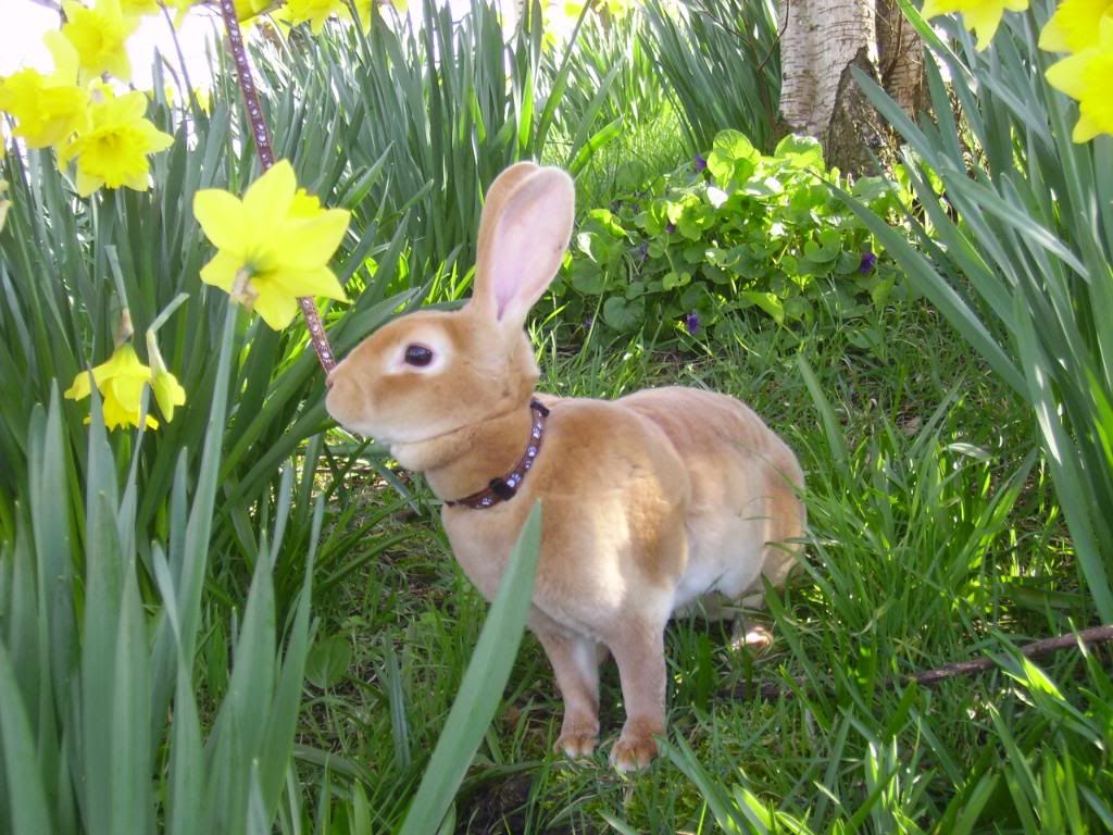 Daffodil in the daffodils Rabbits United Forum